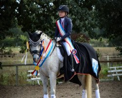 dressage horse Gronborg's Cassius Clay (Danish Pony, 2006, from Zendro)