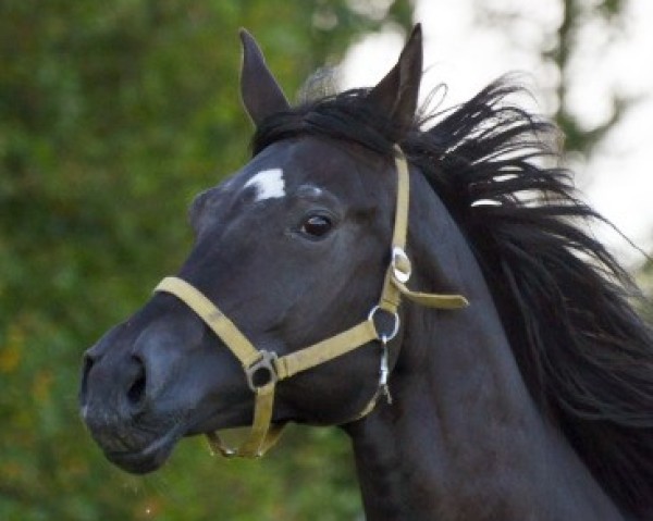 stallion Escalero (Russian Trakehner, 2004, from Heops)
