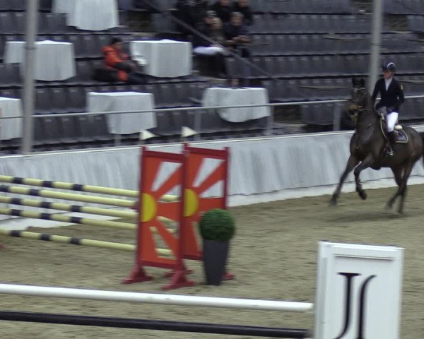 Reitturnier Verden 2024