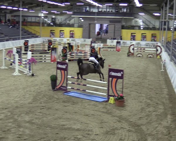 Reitturnier Verden 2024