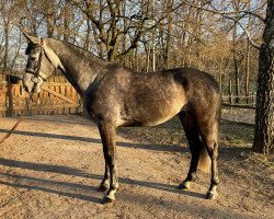 jumper Azték (Hungarian Warmblood, 2017)