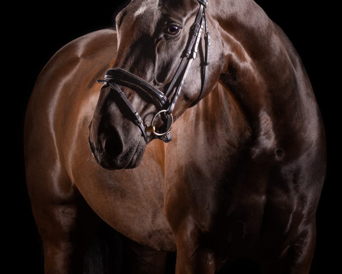 Cavallo da Dressage Daddy's Daylight (Hannover, 2013, di De Niro)