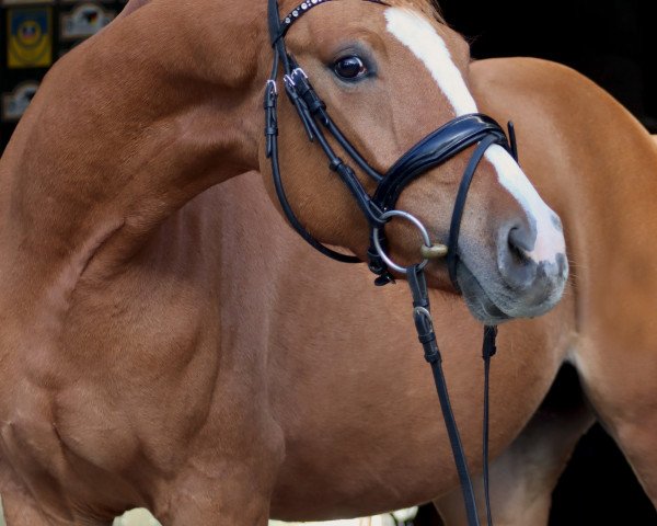 horse Stute von Danny Gold / Weltmeyer (Westphalian, 2020, from Danny Gold)