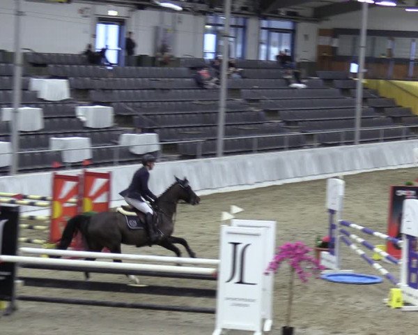 Reitturnier Verden 2024