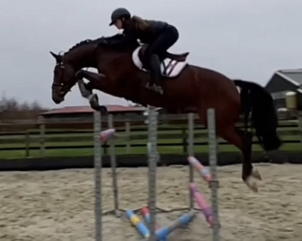 jumper Diarado Deluxe (Hanoverian, 2015, from Don Diarado)