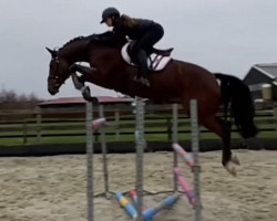 jumper Diarado Deluxe (Hanoverian, 2015, from Don Diarado)
