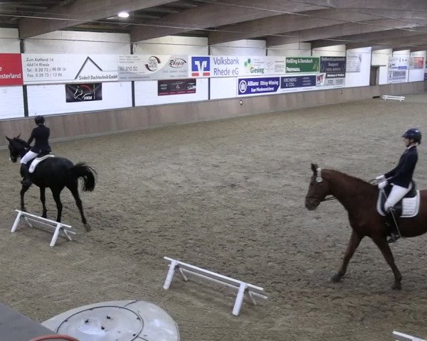 Reitturnier Rhede 2024