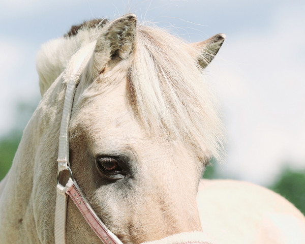 horse Ignaz (Fjord Horse, 1997, from Isidor)