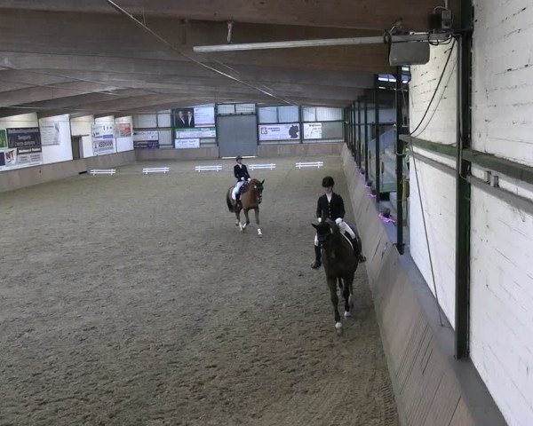 Reitturnier Rhede 2024