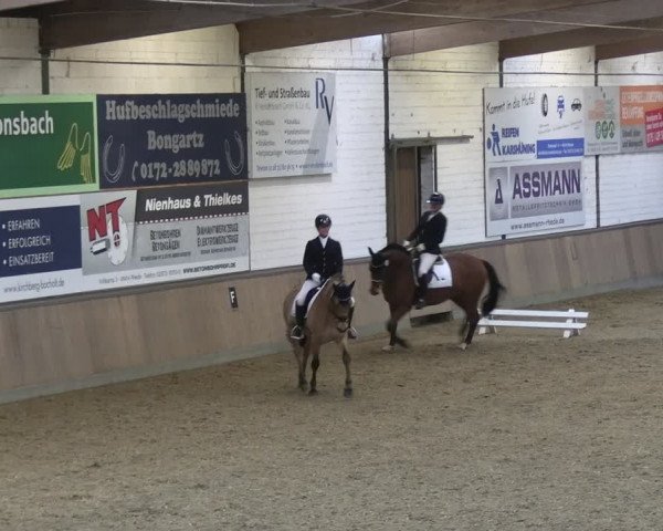 Reitturnier Rhede 2024