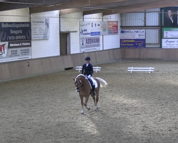 Reitturnier Rhede 2024