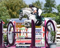 Springpferd Vanille H (Österreichisches Warmblut, 2014)