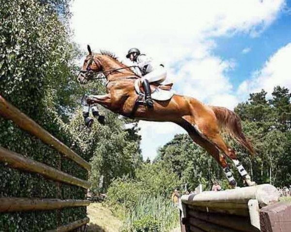 jumper Horstfeldes Libero (Westphalian, 1999, from Lauries Crusador xx) jumper Horstfeldes Libero (Westphalian, 1999, from Lauries Crusador xx)