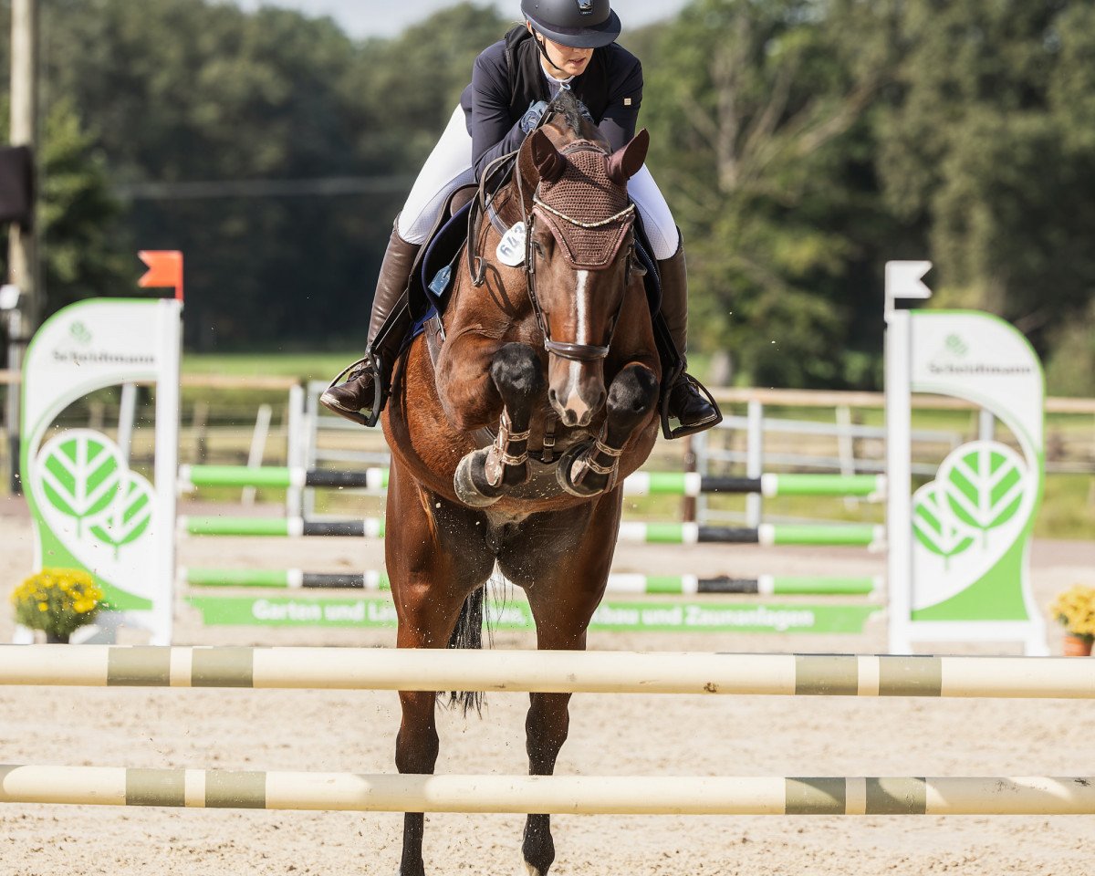 Cavallo da salto Sonyador W (Holsteiner, 2017, di Stakkato Gold)