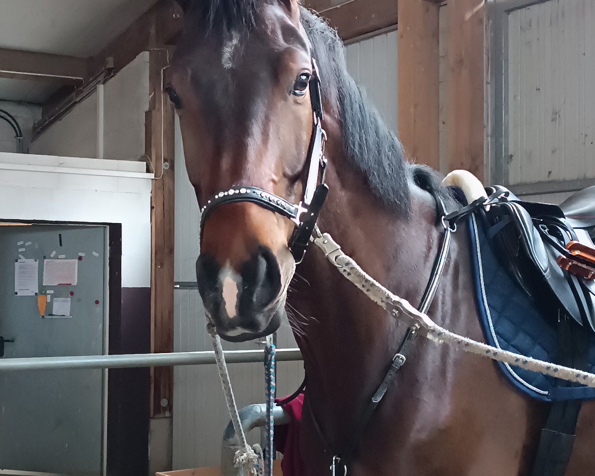 Cavallo da salto Craigh Na Dun 4 (Cavallo Sportivo Tedesco, 2018, di Calido I)