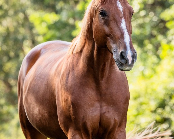 jumper Quintero (German Sport Horse, 2015, from Quintana Roo)