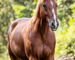jumper Quintero (German Sport Horse, 2015, from Quintana Roo)