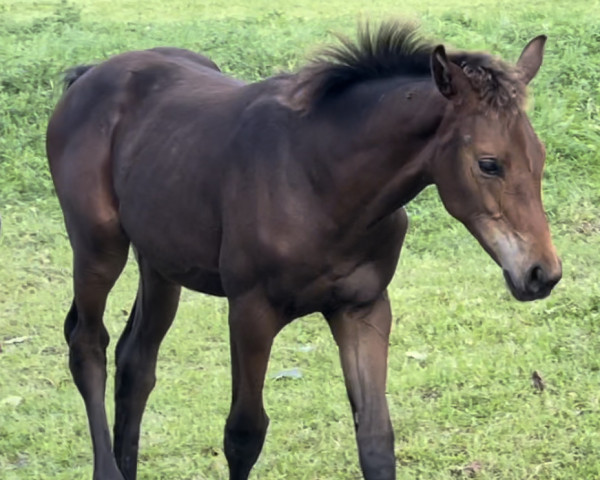 horse Stute von Dynamic Dream / Zoom (Westphalian, 2023, from Dynamic Dream)