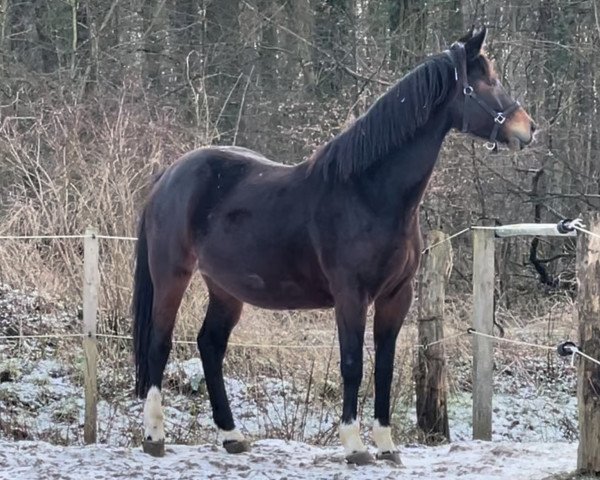 broodmare Zissy RAK (Westphalian, 2019, from Zoom)