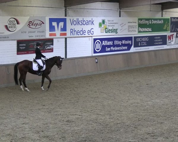 Reitturnier Rhede 2024