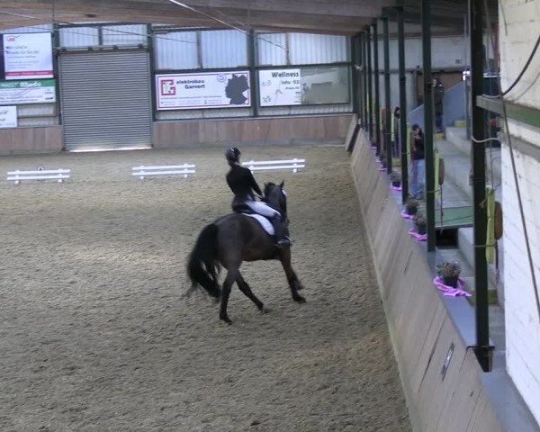 Reitturnier Rhede 2024