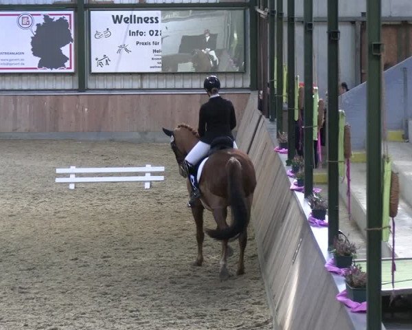 Reitturnier Rhede 2024