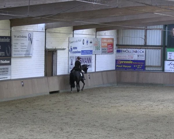 Reitturnier Rhede 2024