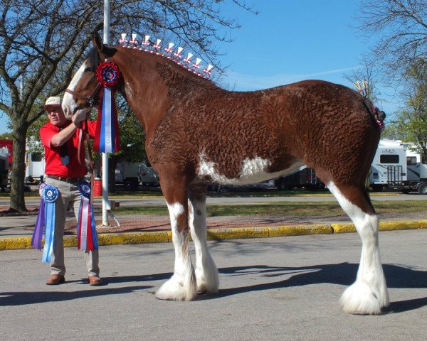 Pferd WV Greendyke's Charismatic Finale (Clydesdale, 2005, von Greendykes Sherman)