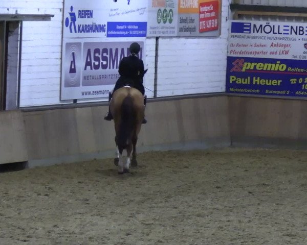 Reitturnier Rhede 2024
