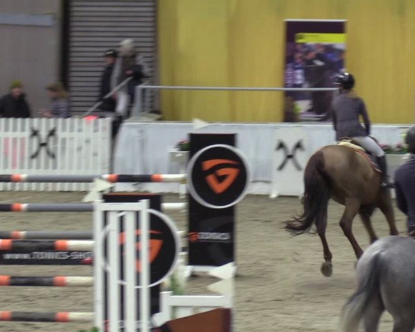 Reitturnier Verden 2024