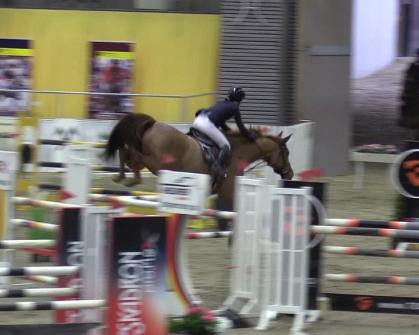 Reitturnier Verden 2024