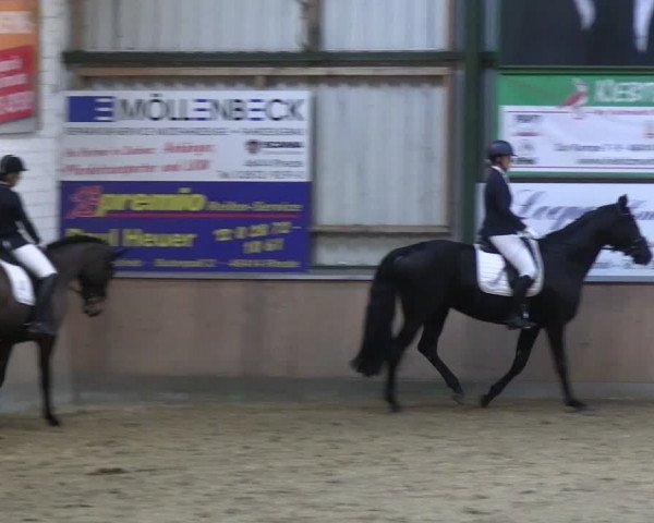 Reitturnier Rhede 2024