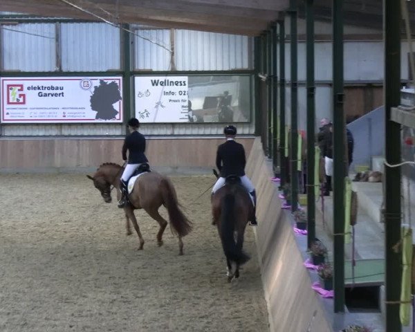 Reitturnier Rhede 2024
