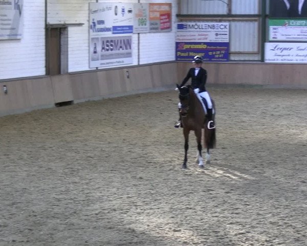 Reitturnier Rhede 2024