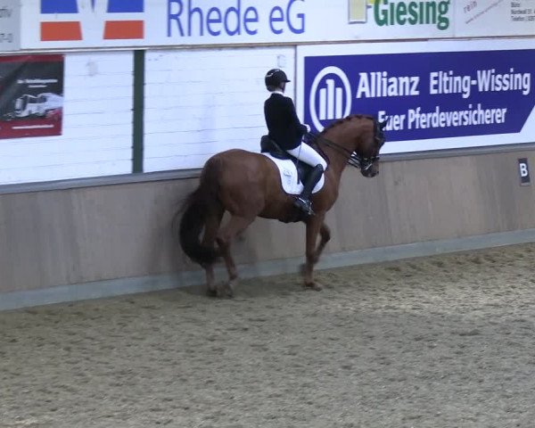 Reitturnier Rhede 2024