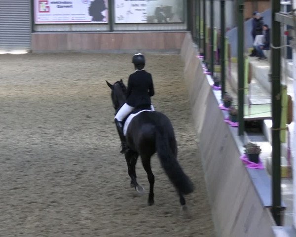 Reitturnier Rhede 2024