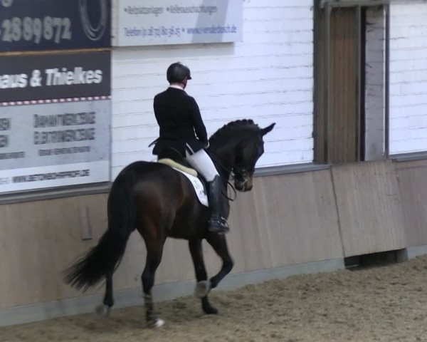 Reitturnier Rhede 2024