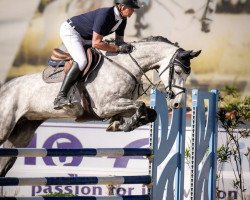 Springpferd Chatona Lady PS (Oldenburger Springpferd, 2017, von Chacoon Blue)