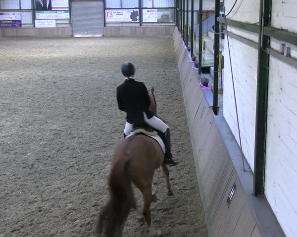Reitturnier Rhede 2024