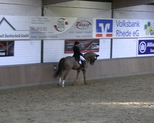 Reitturnier Rhede 2024