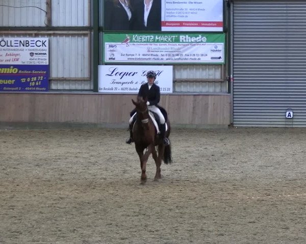 Reitturnier Rhede 2024