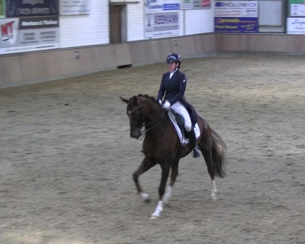 Reitturnier Rhede 2024