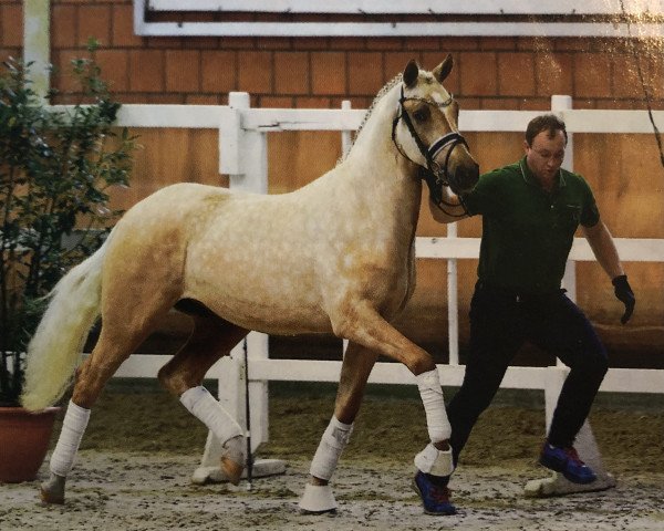 horse Don Vino 8 (German Riding Pony, 2015, from FS Don't Worry)