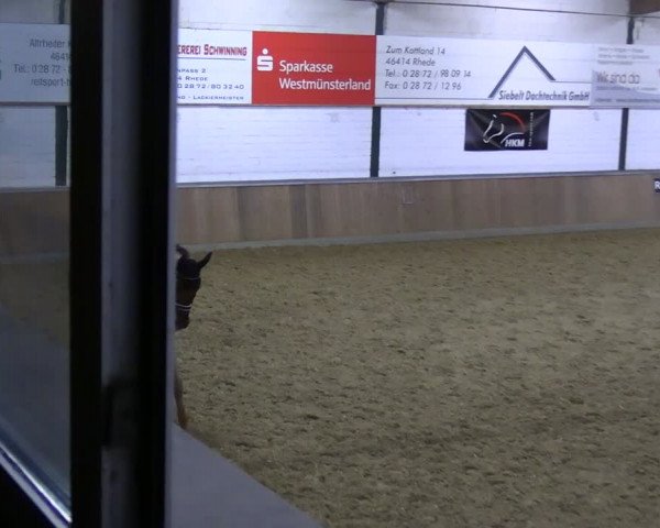 Reitturnier Rhede 2024