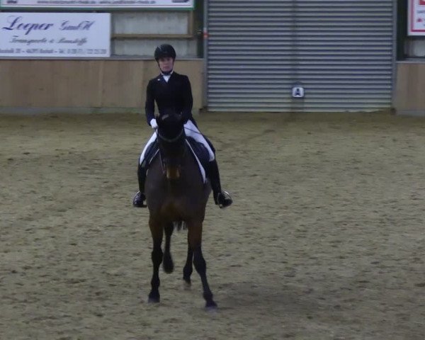 Reitturnier Rhede 2024