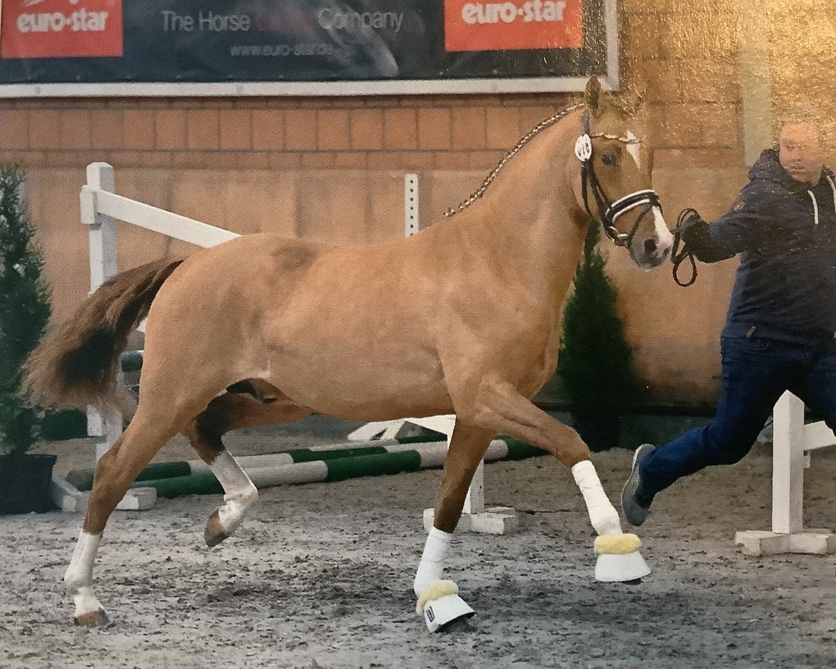 Deckhengst FS Day By Day (Deutsches Reitpony, 2017, von FS Don't Worry)