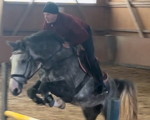 jumper Ogano D' Almé S (German Sport Horse, 2019, from Ogano Sitte)