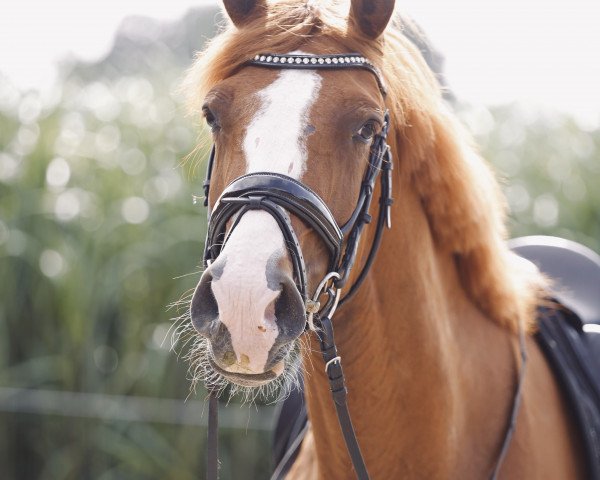 broodmare Floriscana A (Hanoverian, 2019, from Floris Prince)