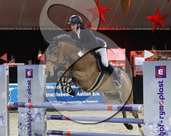 jumper Dulk du Thym (French Pony, 2013, from Ulk d'Ete)