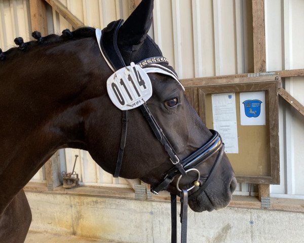dressage horse Lazarius (Oldenburg, 2016, from Licotus)